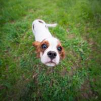 Laura RODRIGUES - OBJECTIF PHOTO